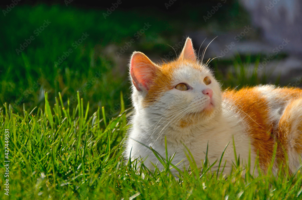 Zamyślony Biało-rudy kot