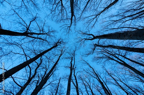 Low Angle View of Treetops