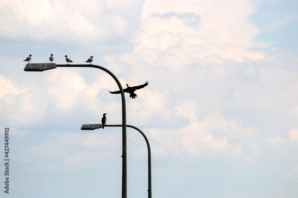Landscape pictures with clouds and birds outdoors in Germany photographed and edited in daylight Landscape pictures with clouds and birds outdoors in Germany photographed and edited in daylight