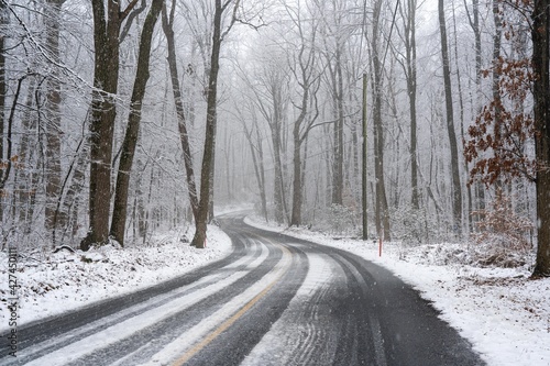 Road in Winter Forest