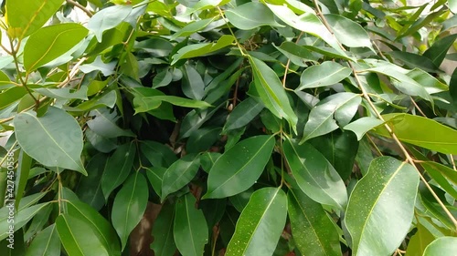 green leaves of a tree