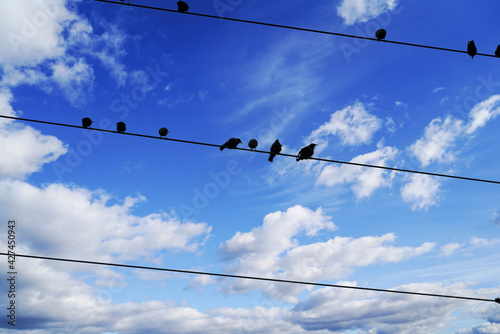 Migratory birds on the power line