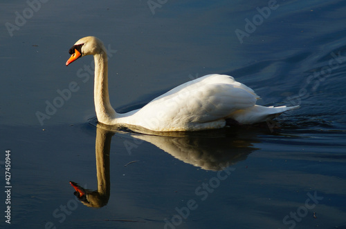 A mute swan on the Nidda in the evening photo