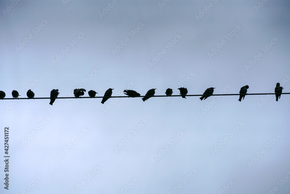 Migratory birds on the power line Migratory birds on the power line