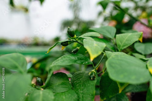 Photography Lemon tree
