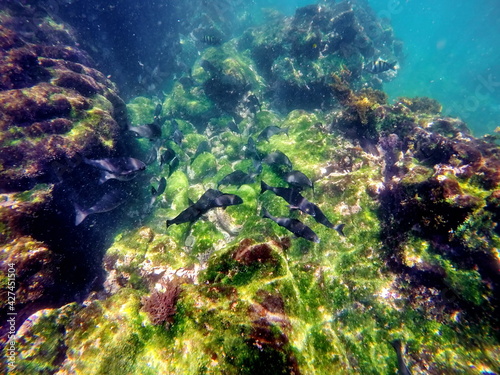 School of black fish at Punta Espinoza, Fernandina Island, Galapagos, Ecuador photo