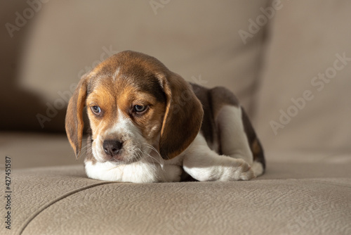 Beagle puppy resting on a couch
