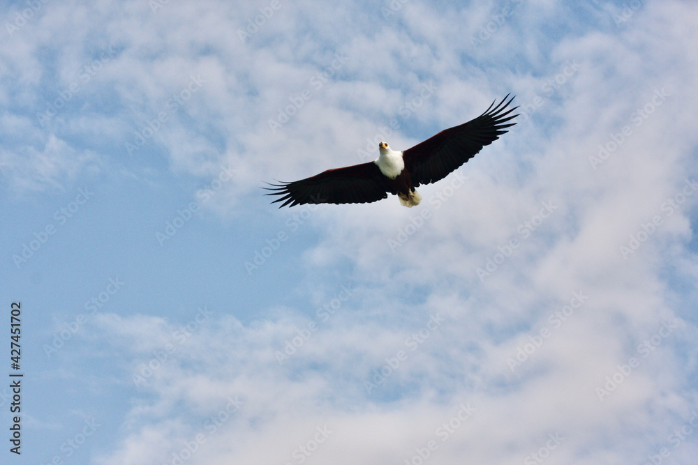 Obraz premium eagle flying through blue, slightly cloudy sky