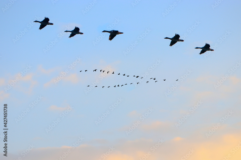 Landscape pictures with Migratory birds 