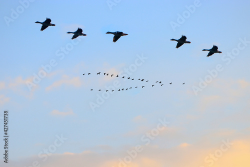 Landscape pictures with Migratory birds  © helfei