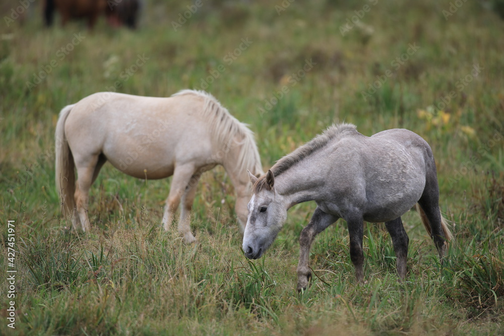 Obraz premium 馬の放牧風景（北海道 小清水原生花園）