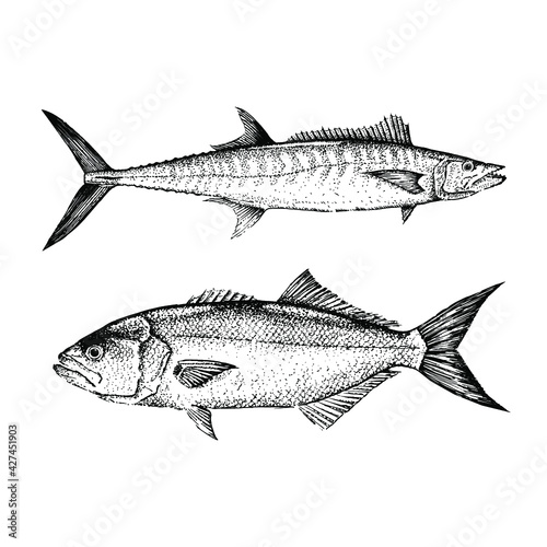 King mackerel Bluefish