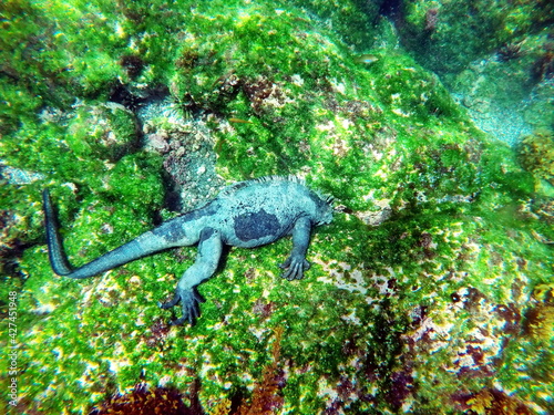 Marine iguana eating algae off lava rocks at Punta Espinoza, Fernandina Island, Galapagos, Ecuador photo