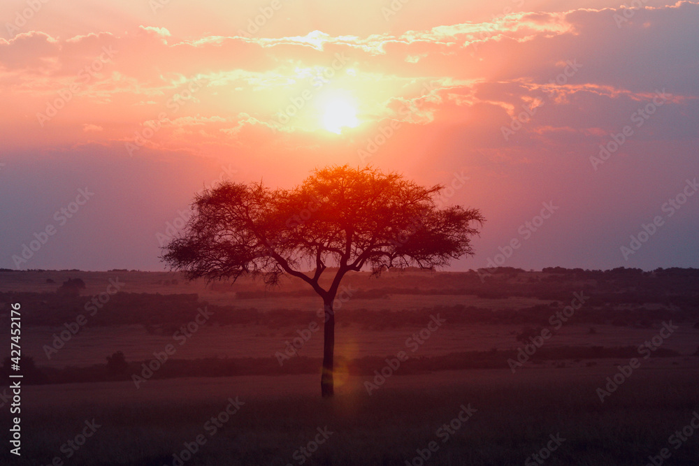 Beautiful red African sunset with typical tree in foreground