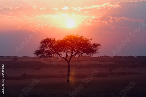 Beautiful red African sunset with typical tree in foreground