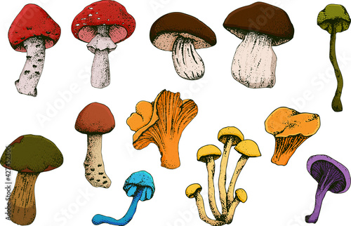Hand drawn vintage mushrooms. Edible mushrooms vector background. Hand drawn food drawings. Forest plants sketches. Perfect for recipe, menu, label, icon, packaging, Botanical design