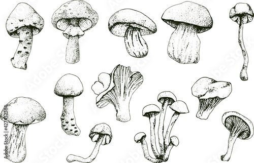 Hand drawn vintage mushrooms. Edible mushrooms vector background. Hand drawn food drawings. Forest plants sketches. Perfect for recipe, menu, label, icon, packaging, Botanical design