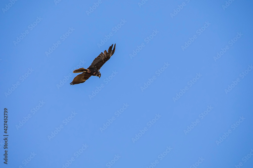 Golden eagle flying against the background of blue sky