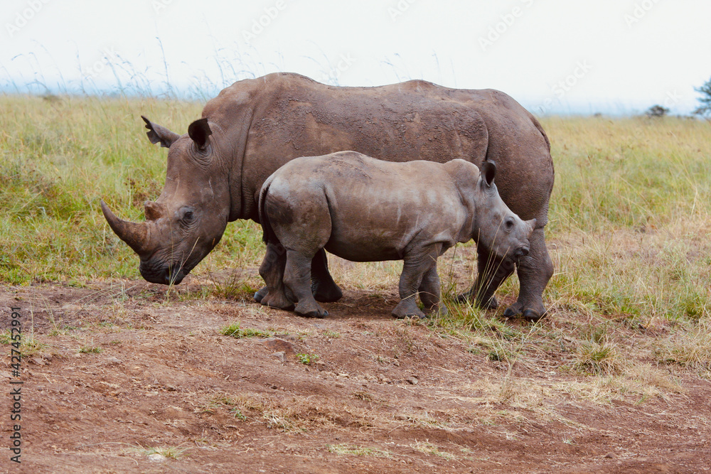 Obraz premium A female Rhino mother protecting her young calf