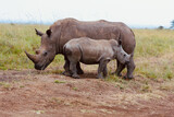 A female Rhino mother protecting her young calf