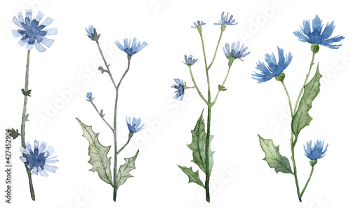 Set of hand painted watercolor blue flowers. Botanical illustration