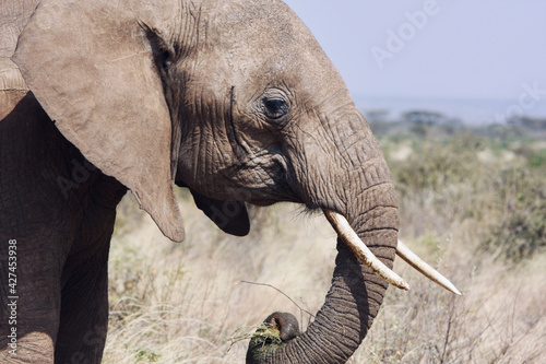 Old elephant head close up with tusks