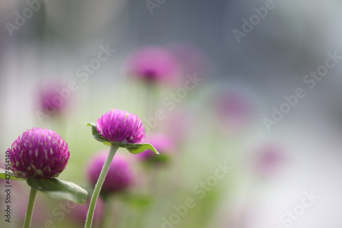 purple amaranth flower in flower field macro focus