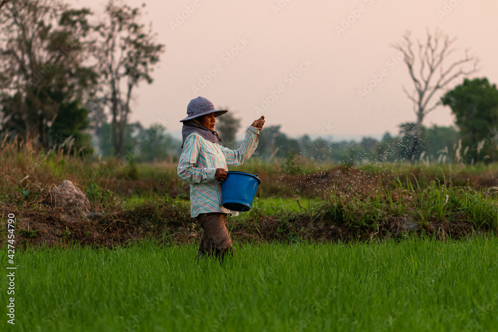 Copy space and low light view. Farmer walking in rice paddy field of Thailand. And sowing fertilizer to accelerate the growth of rice plants. Get the warm evening sunshine on the meadow. Copy space and low light view. Farmer walking in rice paddy field of Thailand. And sowing fertilizer to accelerate the growth of rice plants. Get the warm evening sunshine on the meadow.