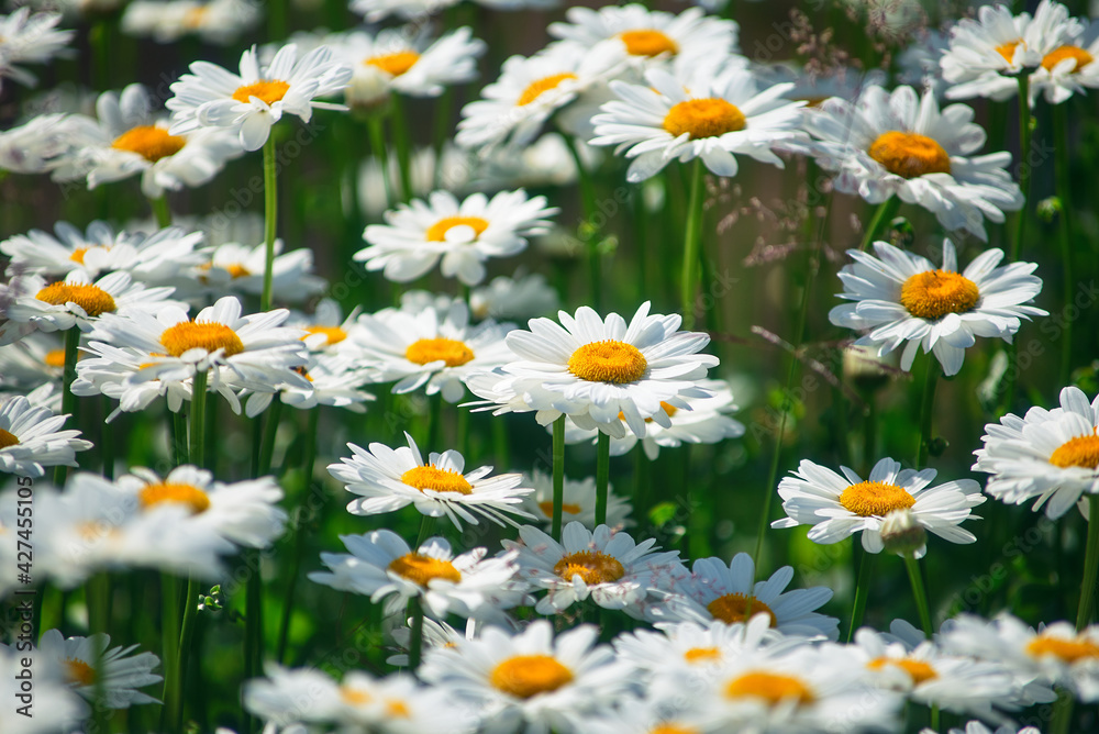 Fototapeta premium field daisies. many summer flowers in meadow on sunny day