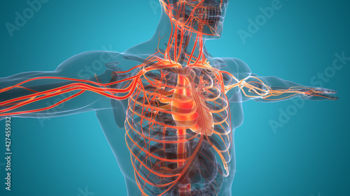 Fotografija Human Circulatory System Heart Anatomy