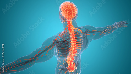 Central Organ of Human Nervous System Brain Anatomy photo