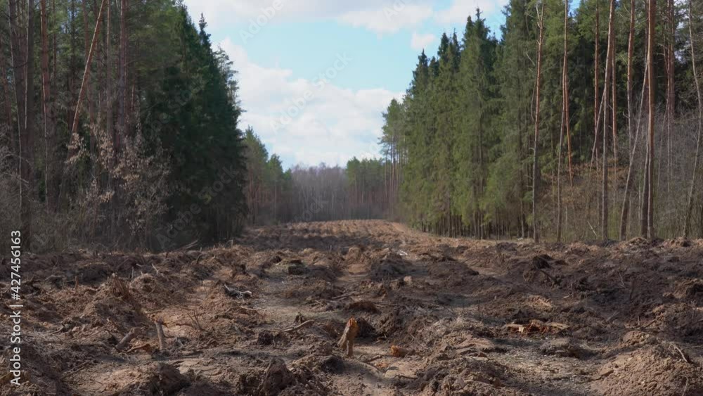 Deserted path in old scenic spring forest appeared after logging trees. Deforestation concept