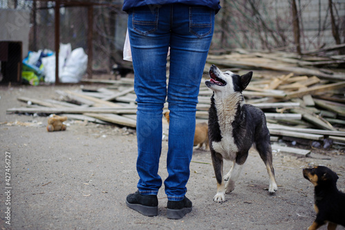 woman and dog. girl feeds stray dog on the street. animal care concept, homeless problem, veterinary medicine, volunteer assistance. kind, playful animal. black and white dog asks for food. close-up