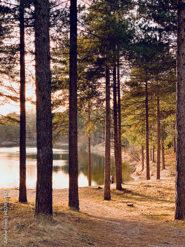 A large, still lake in the woods, shot through the pine trees at sunset photo