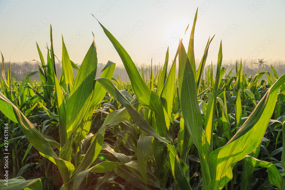 Fototapeta premium Beautiful morning the corn field