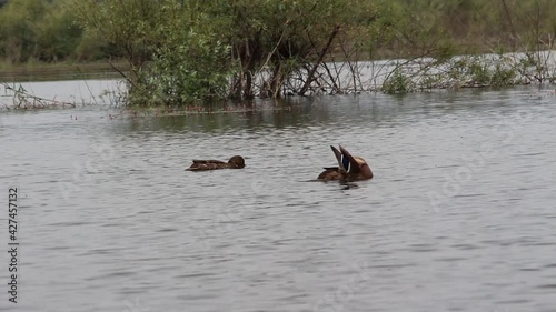 A pair of brown ducks swim in the lake. Wild ducks in their natural environment