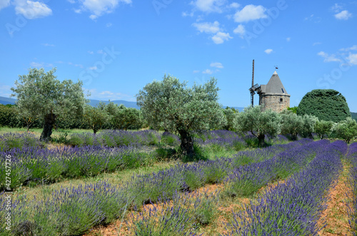 Stunning lavender field and olive trees landscape in the village Goult in Vaucluse, Provence-Alpes-Côte d'Azur, old stone windmill in the background