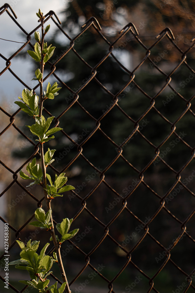 wire fence with grass wire fence with grass