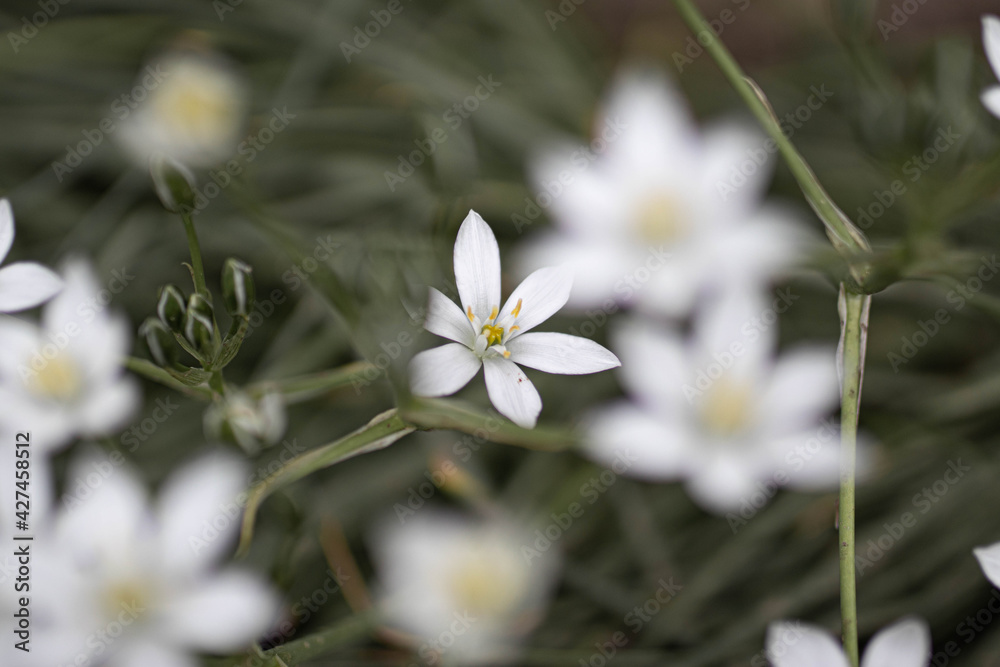 white flowers white flowers
