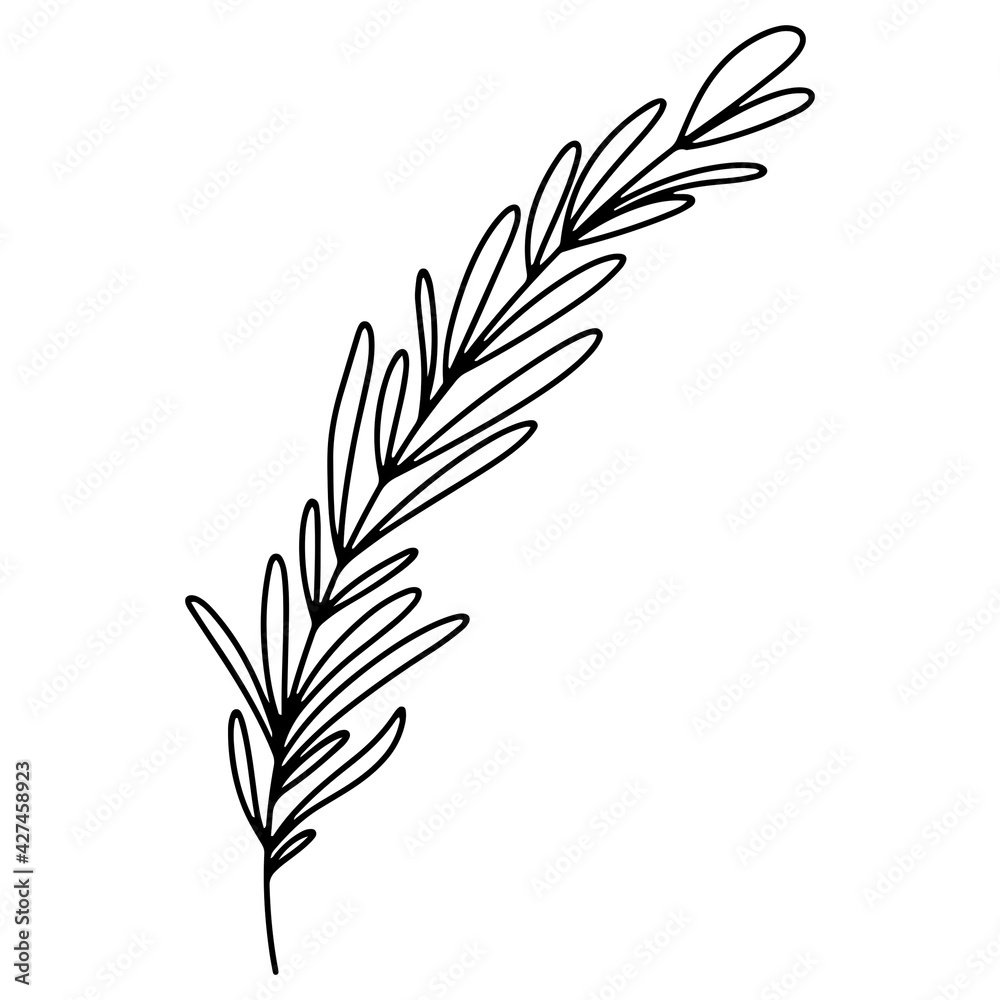 Vector hand-drawn illustration of a product for Italian cuisine. Rosemary  12750385 Vector Art at Vecteezy