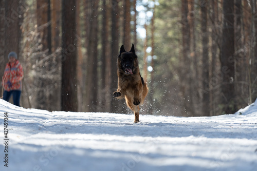 The dog is running away. German dog runs through the woods in winter