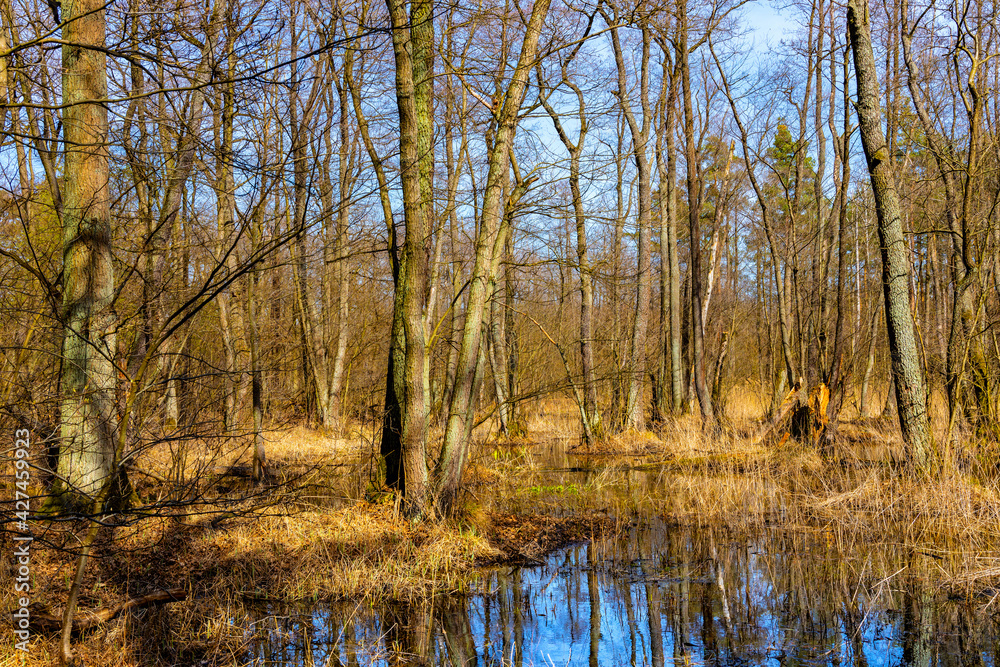 Obraz premium Wood landscape with early spring wetlands and floodplain in mixed thicket of Kampinos Forest in Palmiry near Warsaw in Mazovia region of central Poland