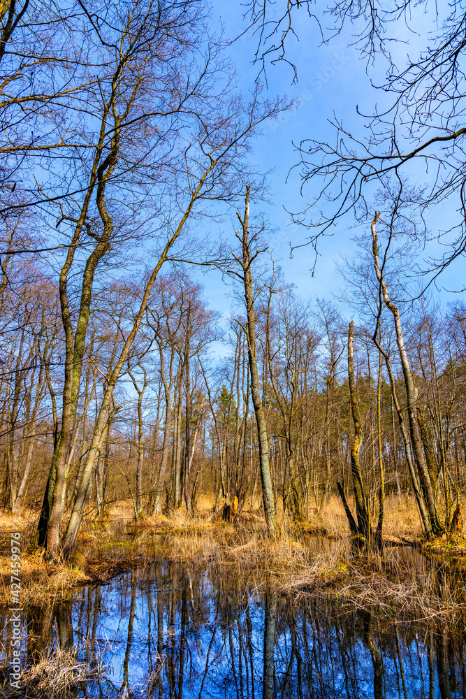 Wood landscape with early spring wetlands and floodplain in mixed thicket of Kampinos Forest in Palmiry near Warsaw in Mazovia region of central Poland Wood landscape with early spring wetlands and floodplain in mixed thicket of Kampinos Forest in Palmiry near Warsaw in Mazovia region of central Poland