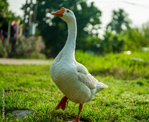 Fotografia white goose on the grass