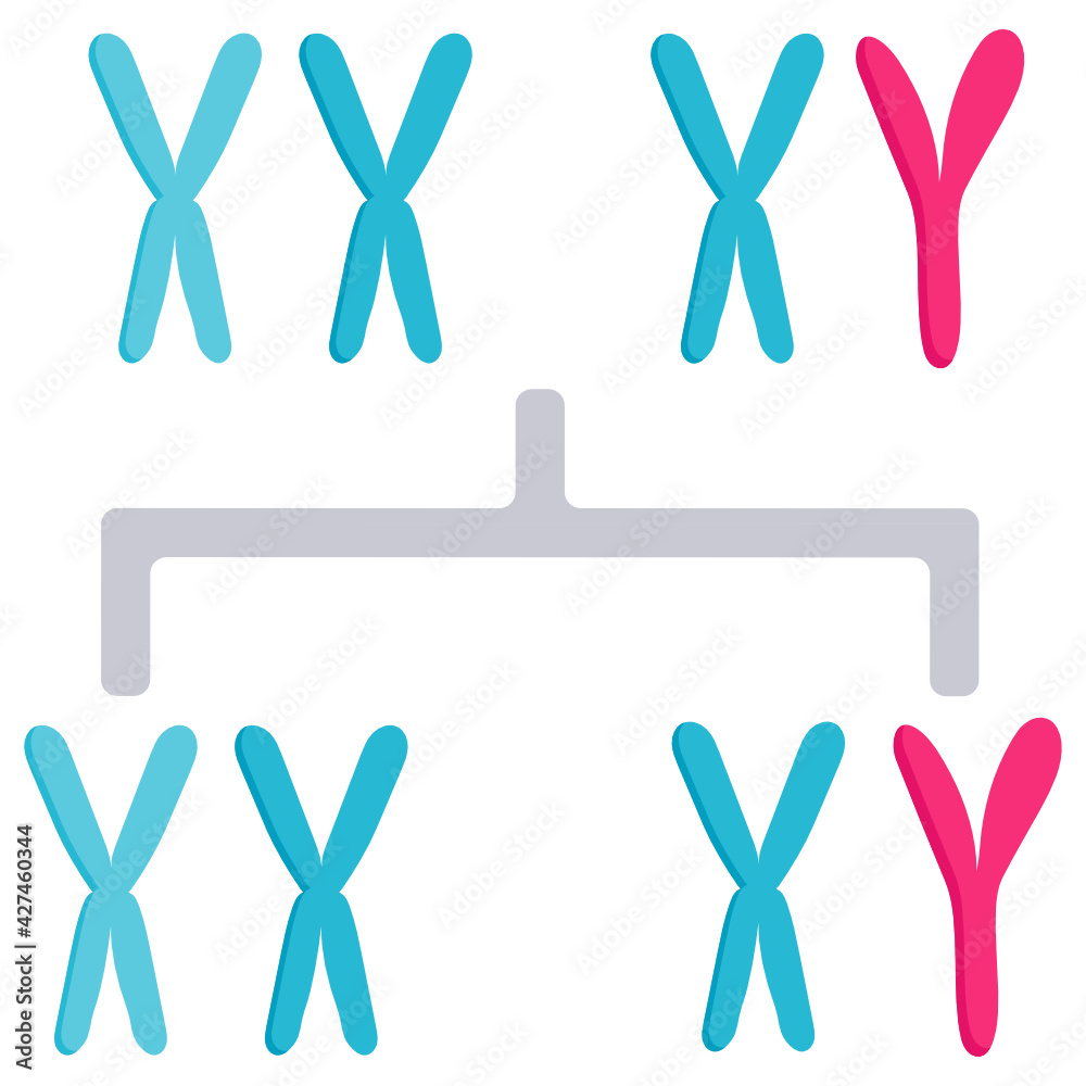 XY sex determination system Vector color Icon Design, In Vitro