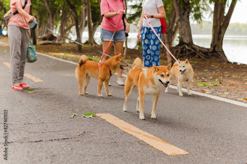 Group of womans walking with her dog breed inu in the park. photo