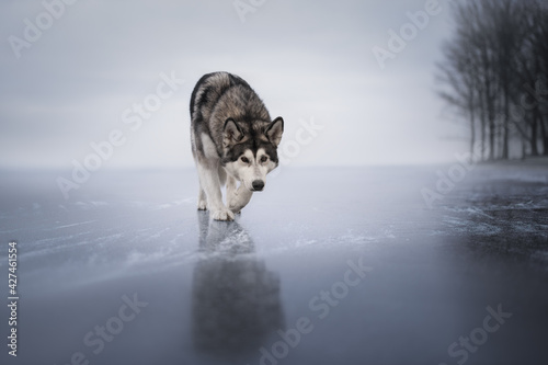 Malamute stands on the ice like a wild wolf