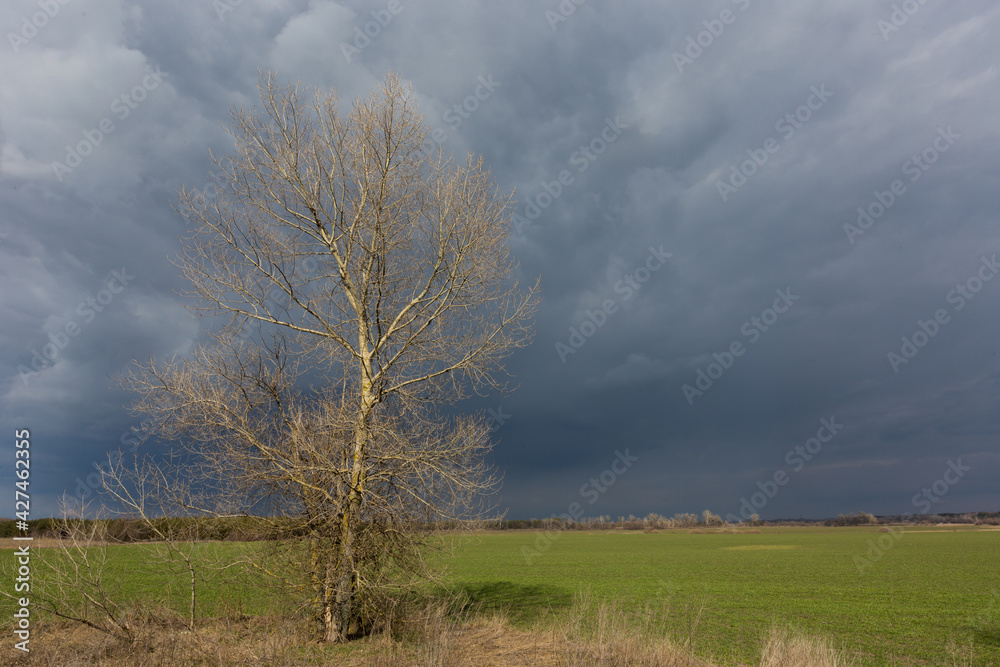 Fototapeta premium leafless tree on green farmig field
