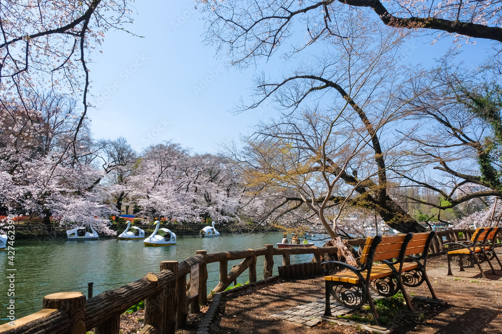 東京都 桜の咲く井の頭恩賜公園