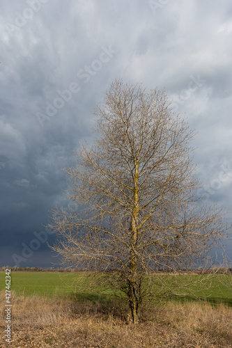 tree in stormy steppe